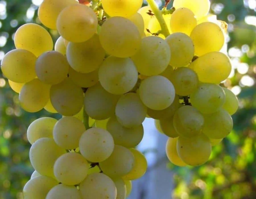 Crystal grape. Виноград плодовый Кристалл. Виноград технический Кристалл. Сорт винограда Кристалл. Виноград Кристалл желтый ранний.