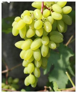 Виноград Тимур саженцы