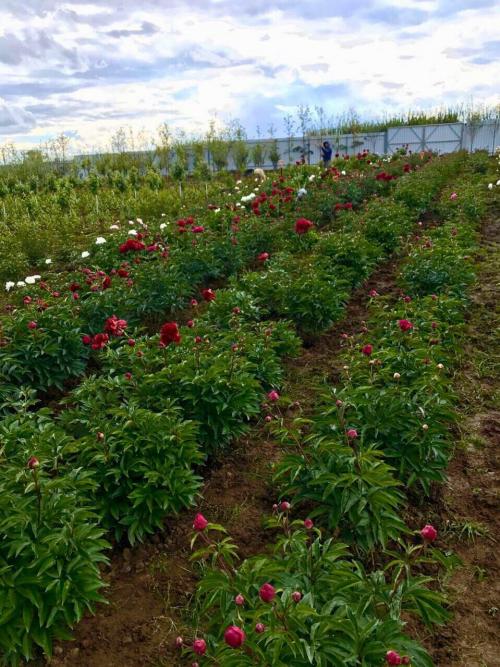 Уход за розами в питомнике «Плодовый Мир»
