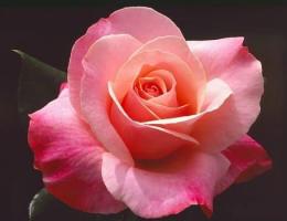 Роза Розовая Магия