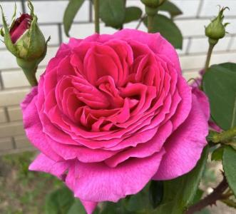 роза Биг Перпл